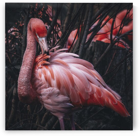 Flamingo by vanOgtrop Photography