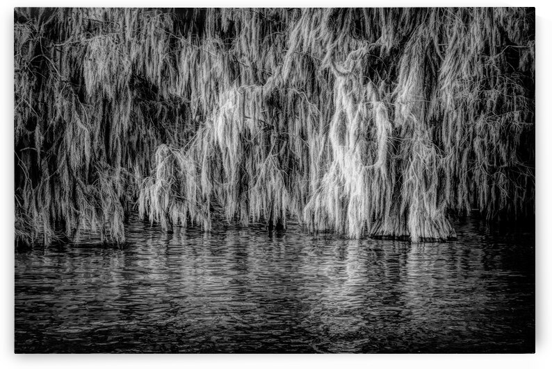 Louisiana Moss Reflections by Norma Brandsberg Photography