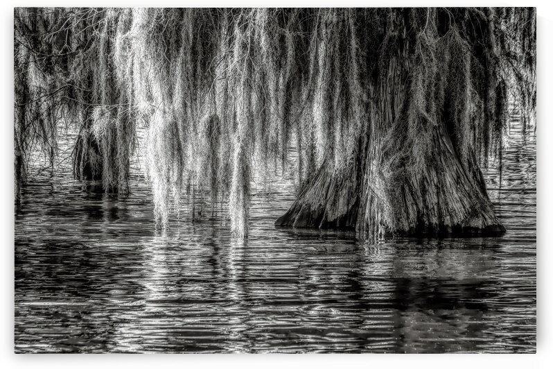 Cypress Tree Reflections by Norma Brandsberg Photography
