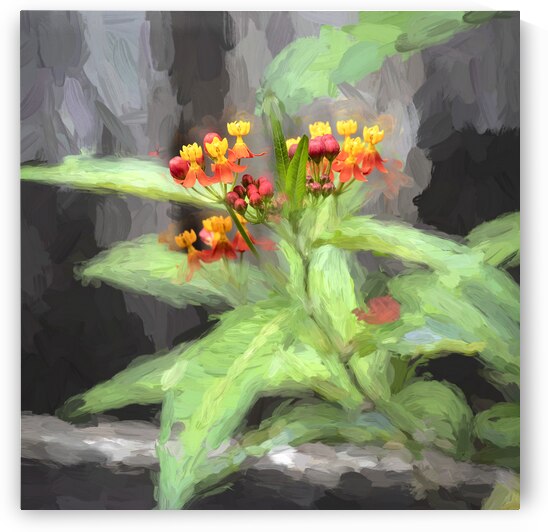 Milkweed Flowers X100 by Rich Franco