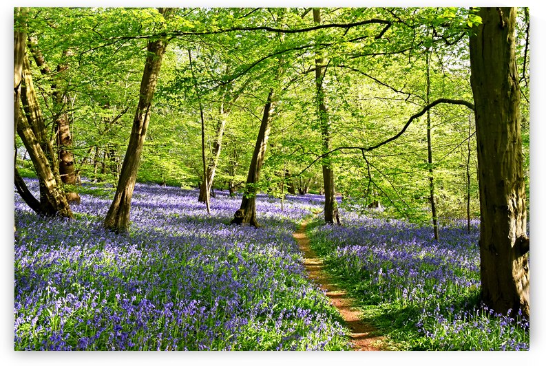 Walk In The Bluebell Wood by Gill Billington