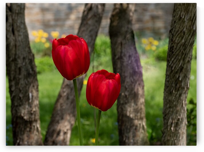 Under the Trees by Suzanne Bonin