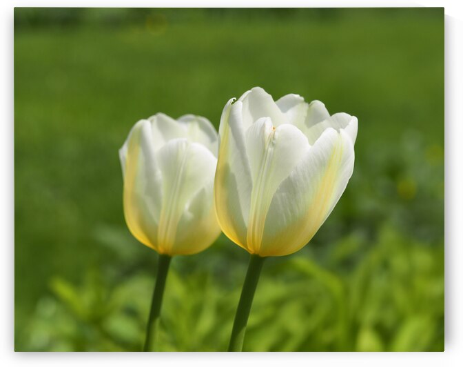Yellow and White by Suzanne Bonin