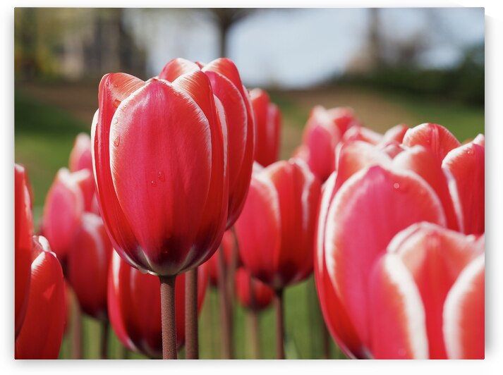 Look at Us by Suzanne Bonin