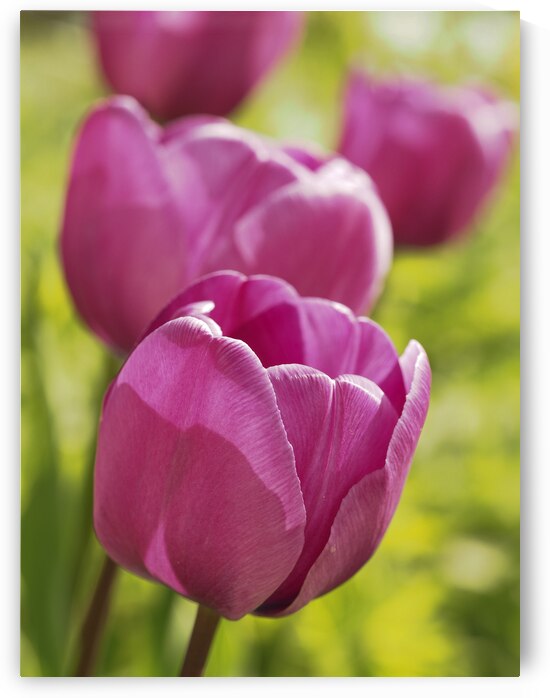 Follow the Leader by Suzanne Bonin