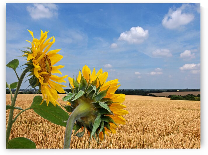 Sunflowers Overlooking Wheat Fields P7270085 by Gill Billington