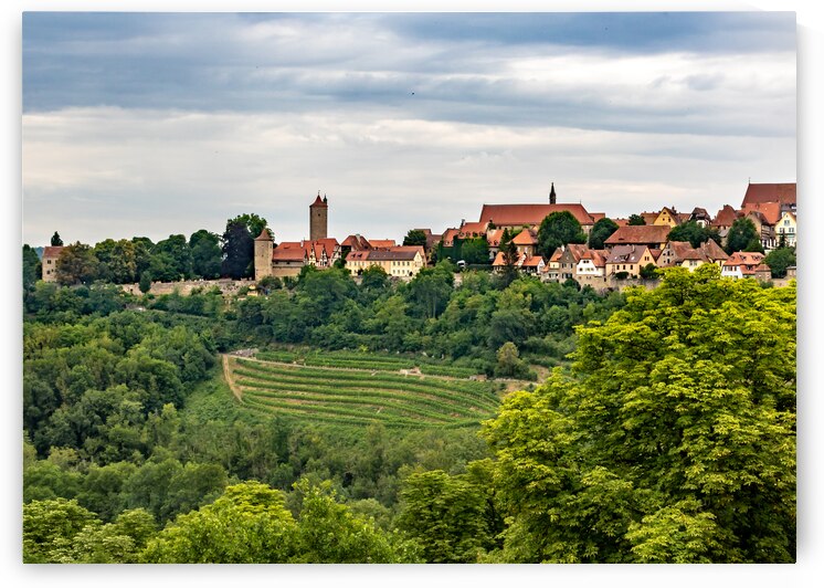 Rothenburg Vineyard Landscape by Norma Brandsberg Photography