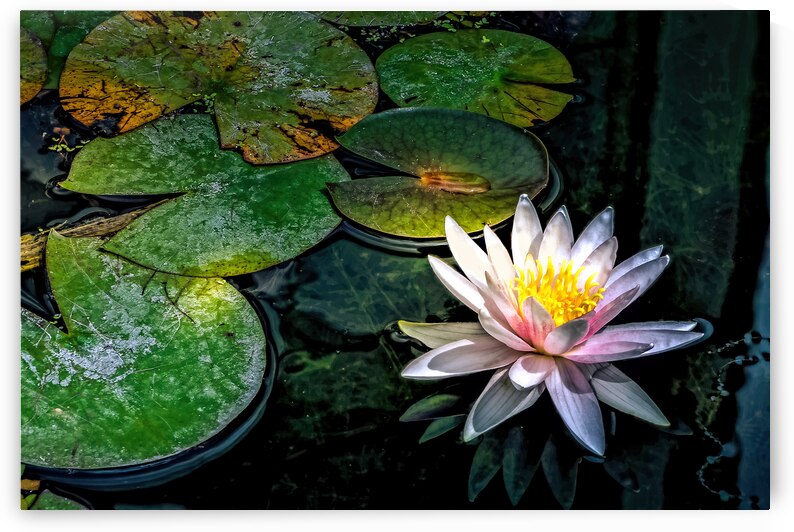 Arboretum Lotus Lily at Sunset by Norma Brandsberg Photography