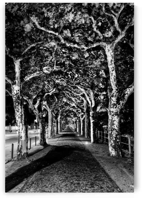 Frankfurt Sycamore Tunnel Black and White by Norma Brandsberg Photography