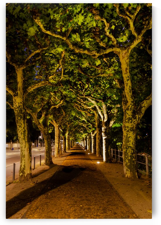 Frankfurt Sycamore Tree Canopy Arch by Norma Brandsberg Photography