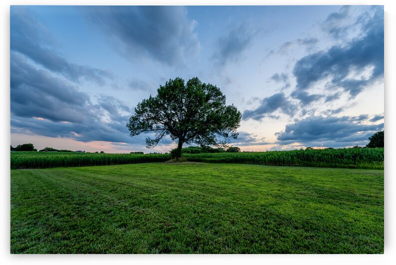 Oak Tree Farm Sunset by Jennifer White
