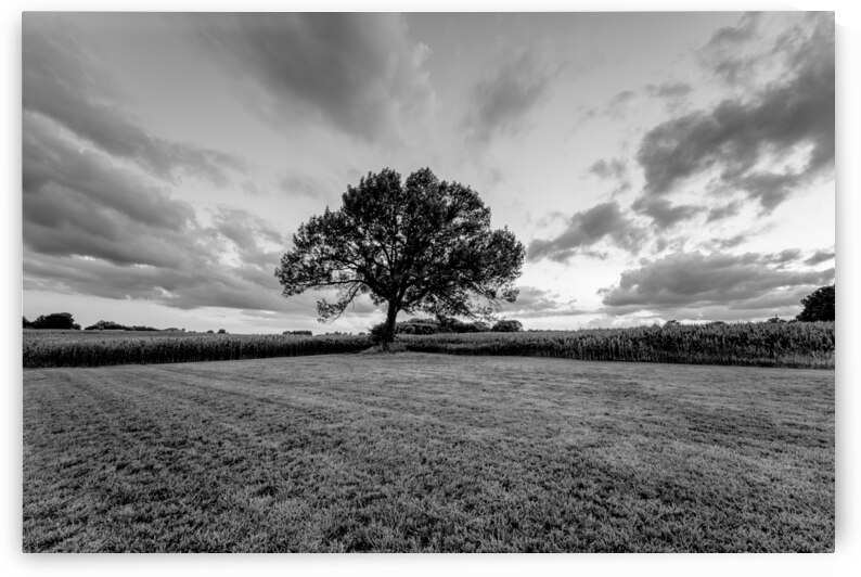 Oak Tree Farm Sunset Grayscale by Jennifer White