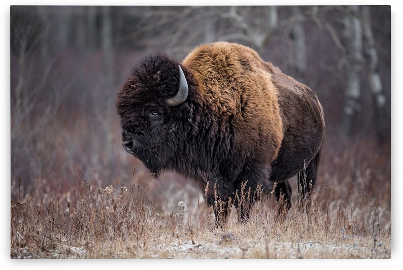 American Bison by Kevin Smith