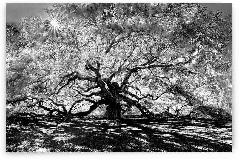 Angel Oak Through the Branches by Norma Brandsberg Photography