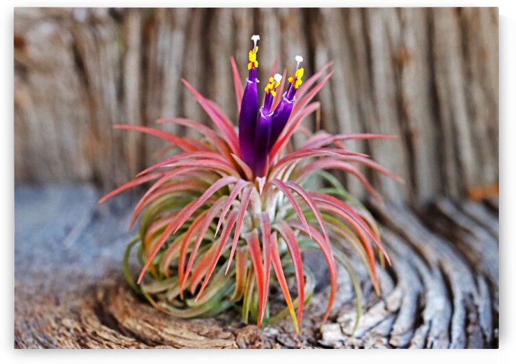 Blooming Tillandsia I by Deb Oppermann