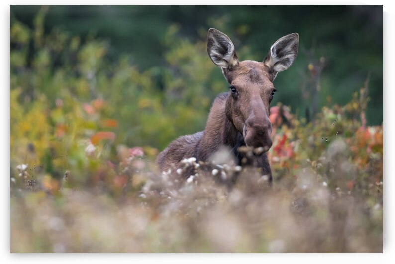 The Fading Moose by Kevin Smith