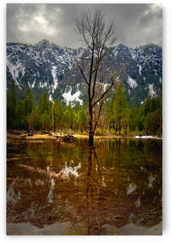 Yosemite Winter Tree Reflections by Norma Brandsberg Photography
