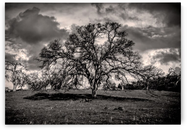Tree of Light by Norma Brandsberg Photography