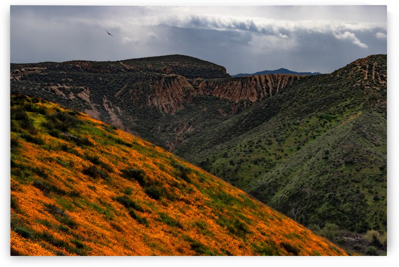 Lake Elsinore Poppy  Views by Norma Brandsberg Photography