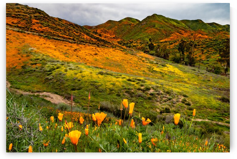 Poppy Super Bloom by Norma Brandsberg Photography