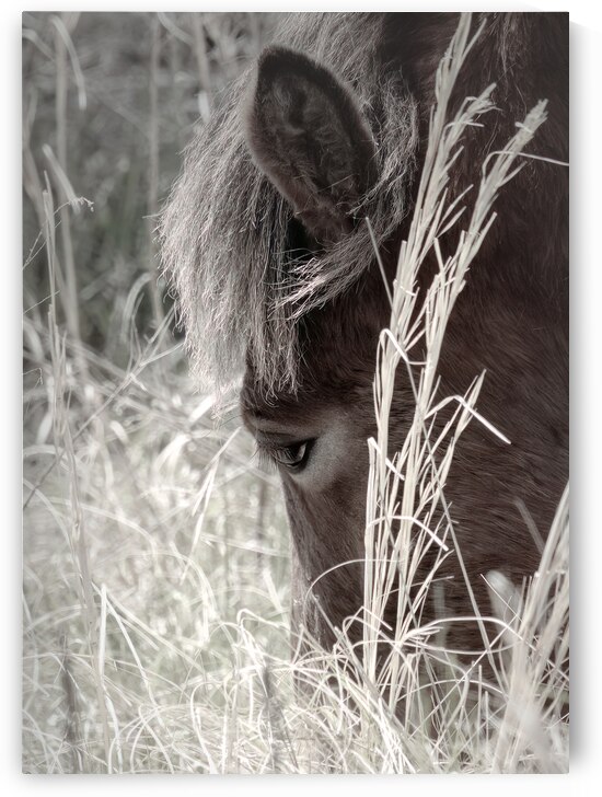 Chincoteague Assateague Wild Ponies by Norma Brandsberg Photography
