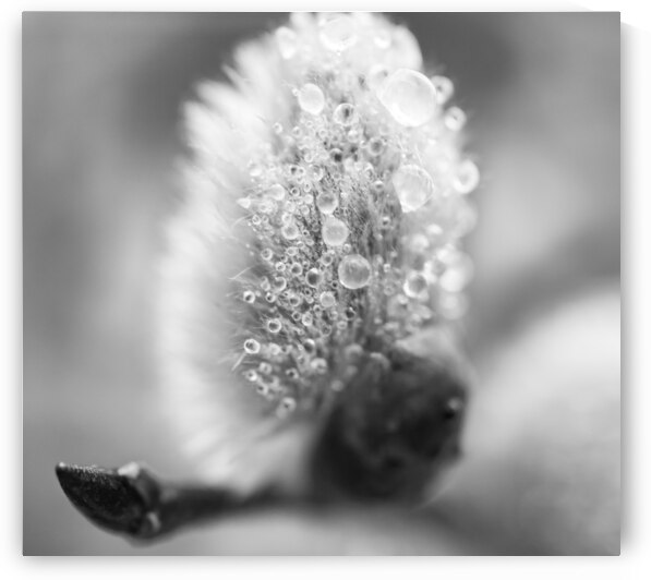 Pussy WIllow Flower With Droplets B&W by Iris H Richardson
