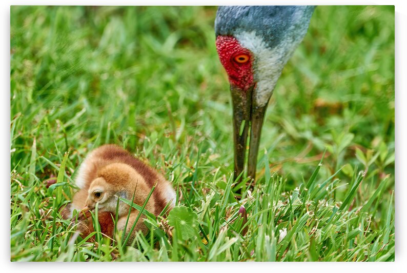 Mom and Colt by Darin E Hartley Photography