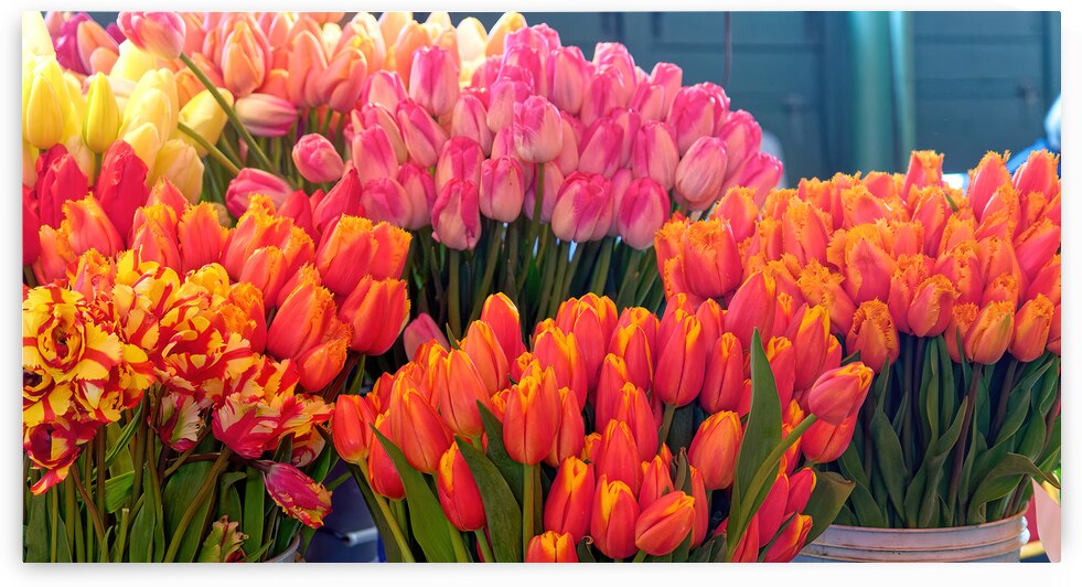 Bunches of Colorful Tulips by Darryl Brooks