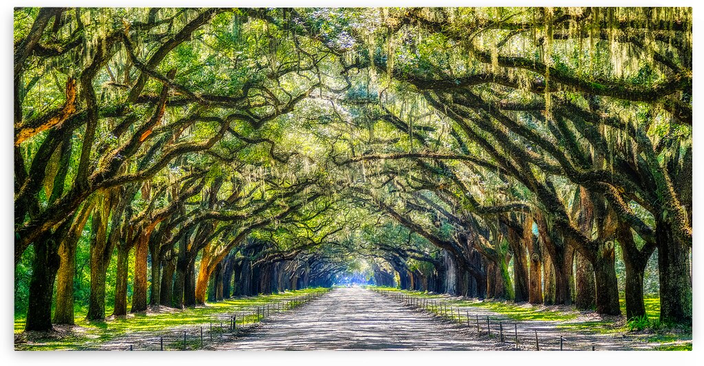 Mystic Wormsloe by Darryl Brooks