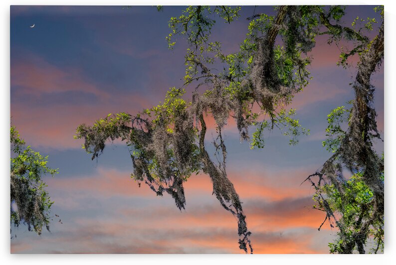 Spanish Moss at Dusk by Darryl Brooks