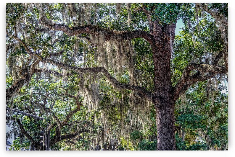Spanish Moss in Oak Tree by Darryl Brooks