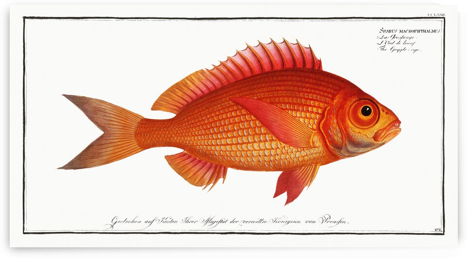 Large Eye Dentex by History In Your Home