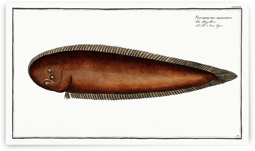 Pacific Rock Sole by History In Your Home