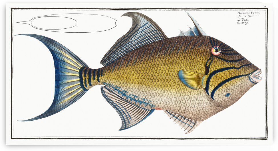 Queen Triggerfish by History In Your Home