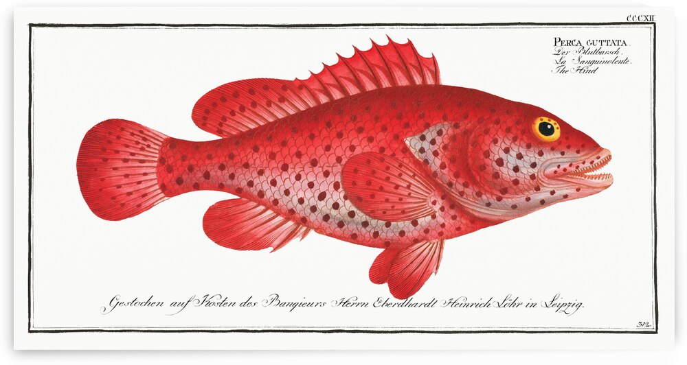 Red Hind Lucky Grouper Koon by History In Your Home