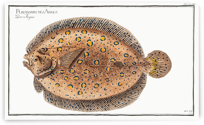 Plate Fish by History In Your Home