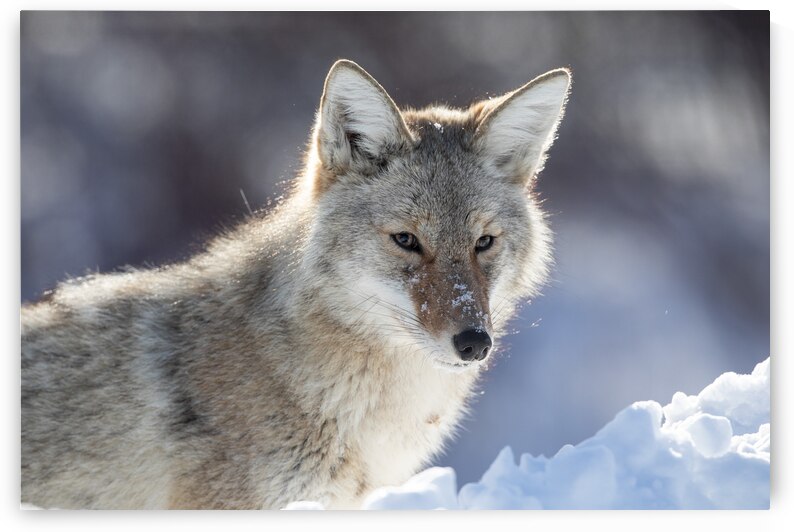 Not Coyote Ugly by Kevin Smith