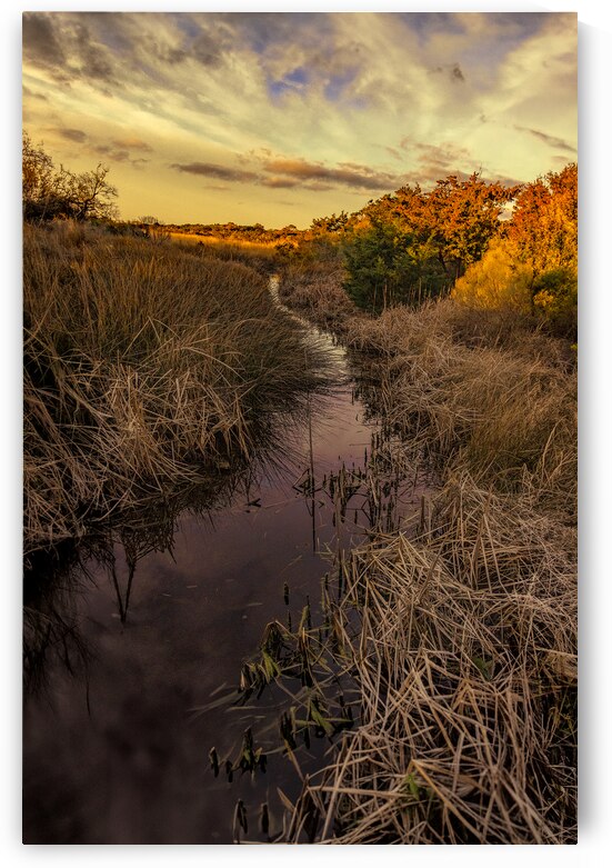 Huntington Beach Wetlands by Norma Brandsberg Photography