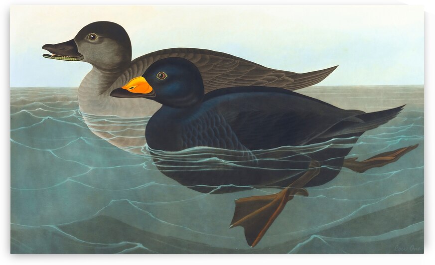 American scoter duck circa 1827 by Row One Brand