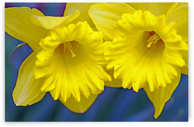 Daffydils by Deb Oppermann