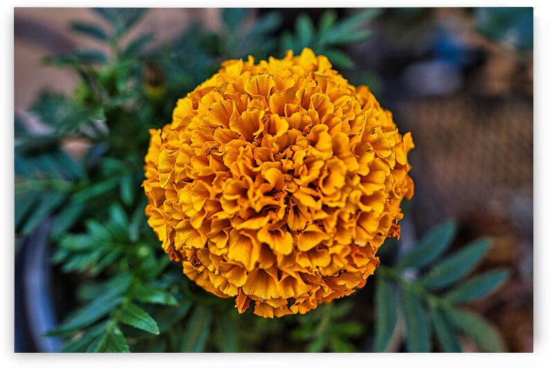 Sol Radiance – Marigold Bloom by AM Productions