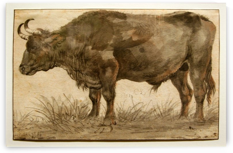 Cow in the grass by Cornelis Saftleven