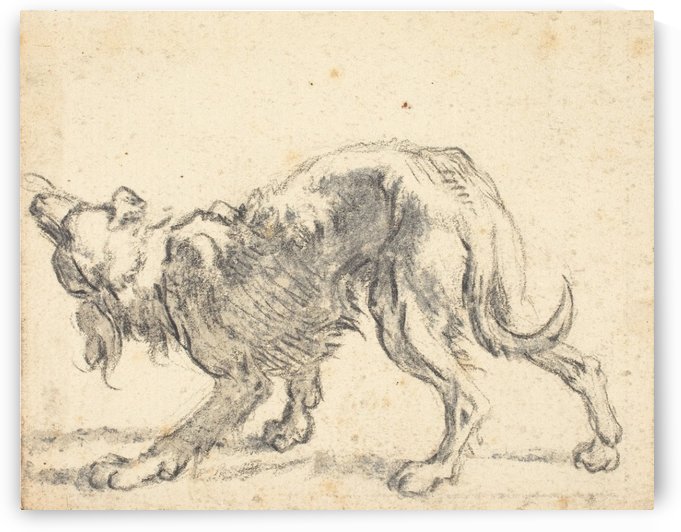 A dog by Cornelis Saftleven