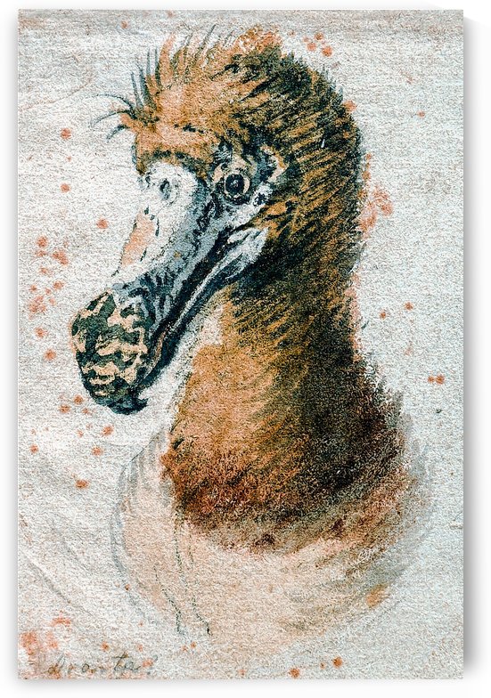 Dodo by Cornelis Saftleven