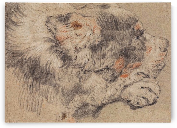 Head of a dog by Cornelis Saftleven