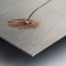 Miss Daisy Metal print