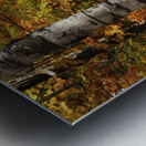 The colourful leaves and birch tree trunks in Algonquin Park; Ontario, Canada Metal print