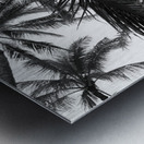 Low angle view of coconut palm trees in black and white; Honolulu, Oahu, Hawaii, United States of America Metal print