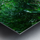 Resting Swan Metal print