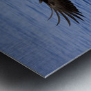 A Bald Eagle Swoops In With Talons Extended Just Before Catching A Fish From The Ocean In Southeast, Alaska. Metal print